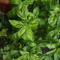   HEMC 25: Bruschetta au soleil